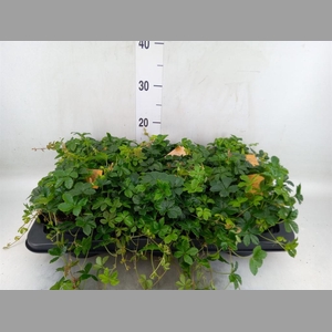 Parthenocissus inserta