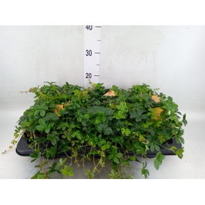 Parthenocissus inserta