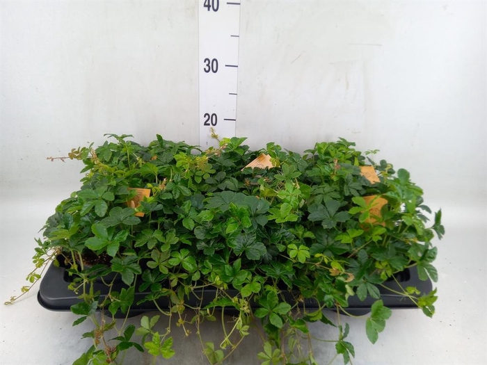 Parthenocissus inserta