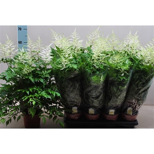 Astilbe Washington