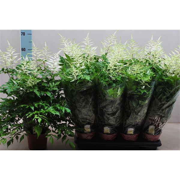 <h4>Astilbe Washington</h4>