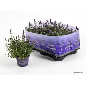 LAVANDULA ANGUSTIFOLIA