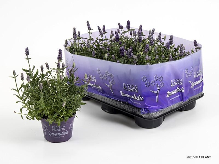 <h4>LAVANDULA ANGUSTIFOLIA</h4>
