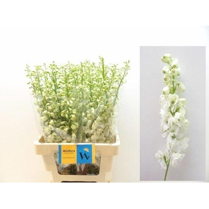 DELPH DU MAG F WHITE