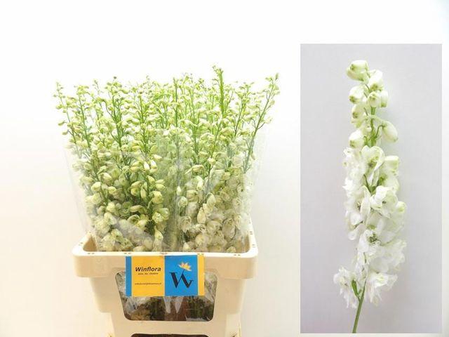 <h4>DELPH DU MAG F WHITE</h4>