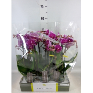 Phalaenopsis multi.   ...lilac