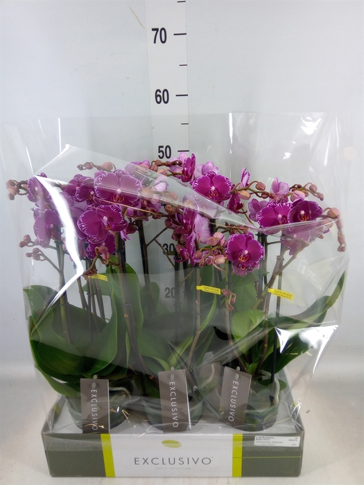 <h4>Phalaenopsis multi.   ...lilac</h4>