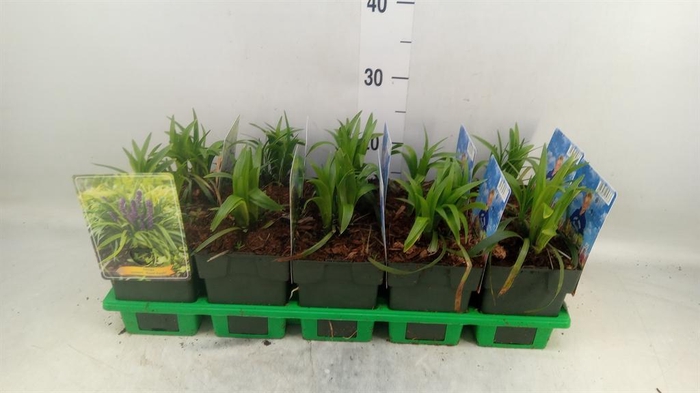 <h4>Liriope muscari 'Royal Purple'</h4>