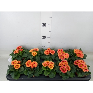 Primula ac. 'Cottage'