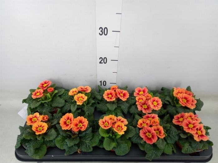 <h4>Primula ac. 'Cottage'</h4>