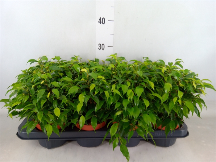 <h4>Ficus benja. 'Green Kinky'</h4>