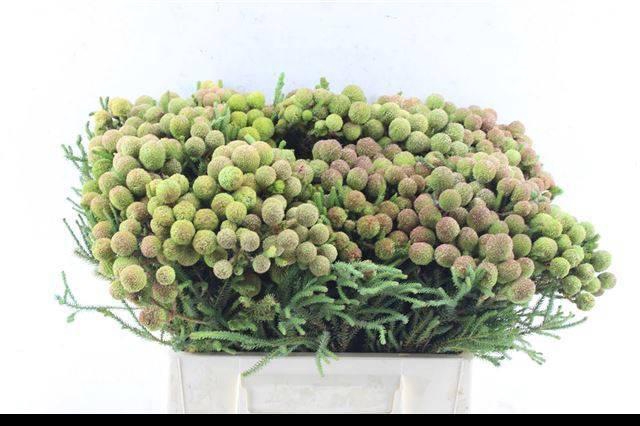 <h4>BERZ GALPINII</h4>