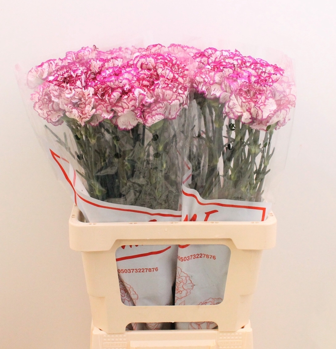 <h4>DI ST TICO TICO</h4>