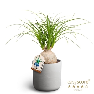 BEAUCARNEA RECURVATA P12