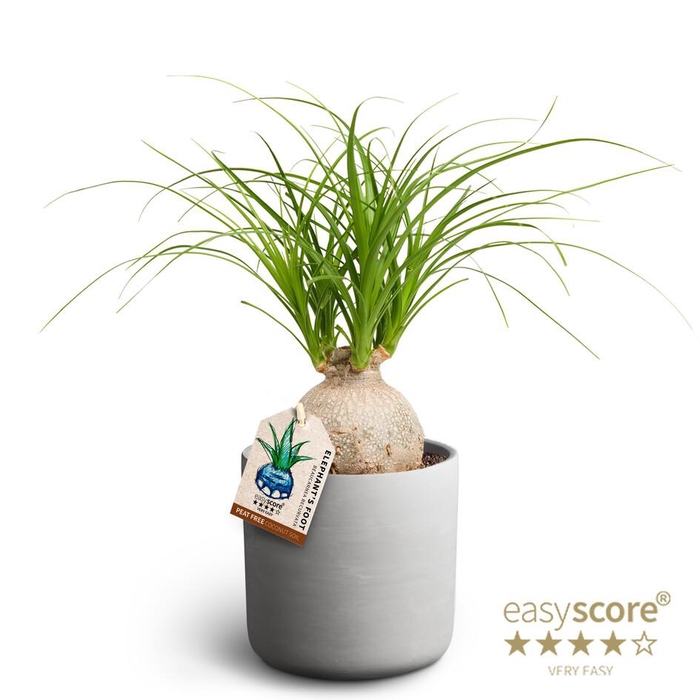 <h4>BEAUCARNEA RECURVATA P12</h4>