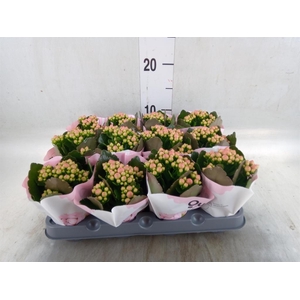 Kalanchoe  'Else Flowers Oakley'