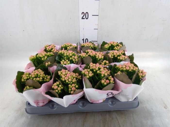 <h4>Kalanchoe  'Else Flowers Oakley'</h4>