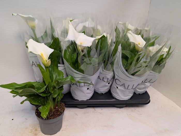 <h4>ZANT CAPT FRESCO</h4>