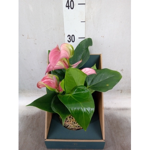 Anthurium  'Karma Pink'