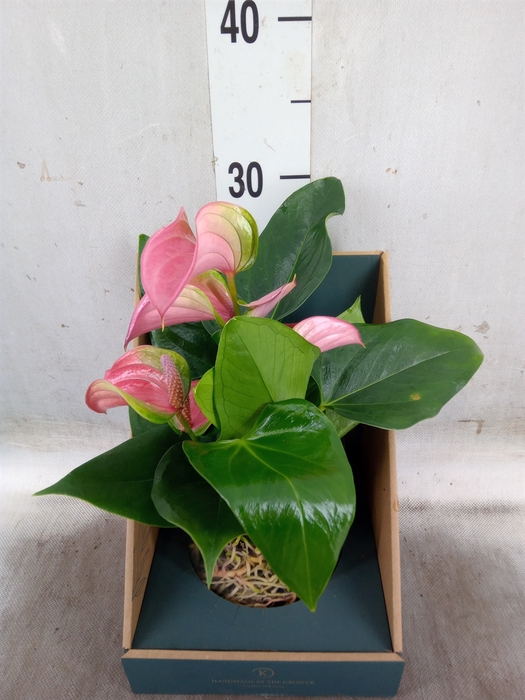 <h4>Anthurium  'Karma Pink'</h4>