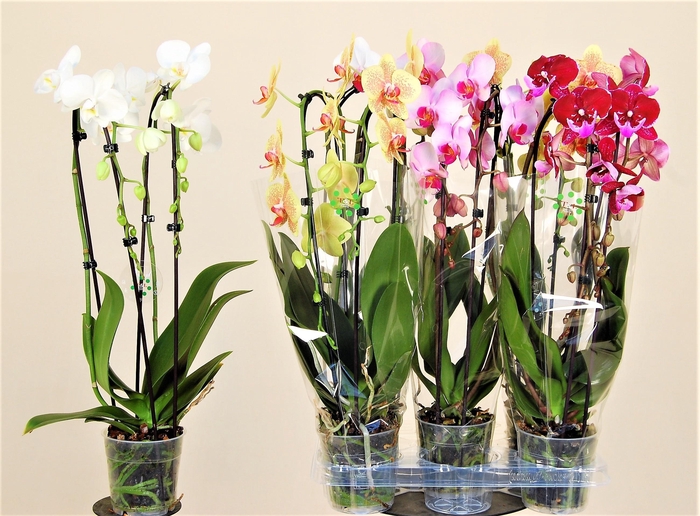 <h4>PHAL EL CASCADE</h4>