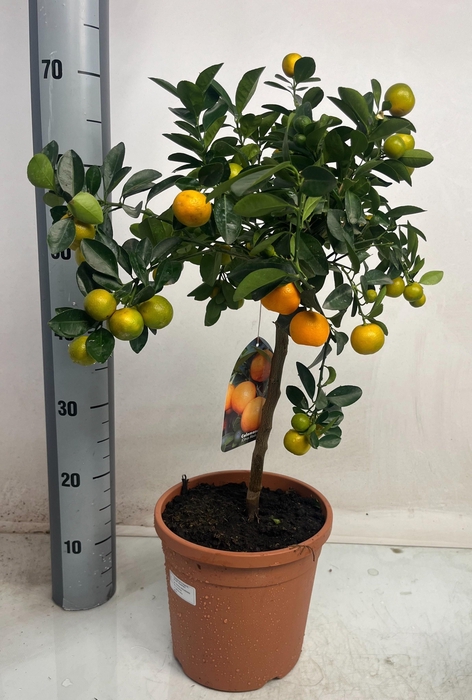 <h4>CITR MICROCARPA</h4>