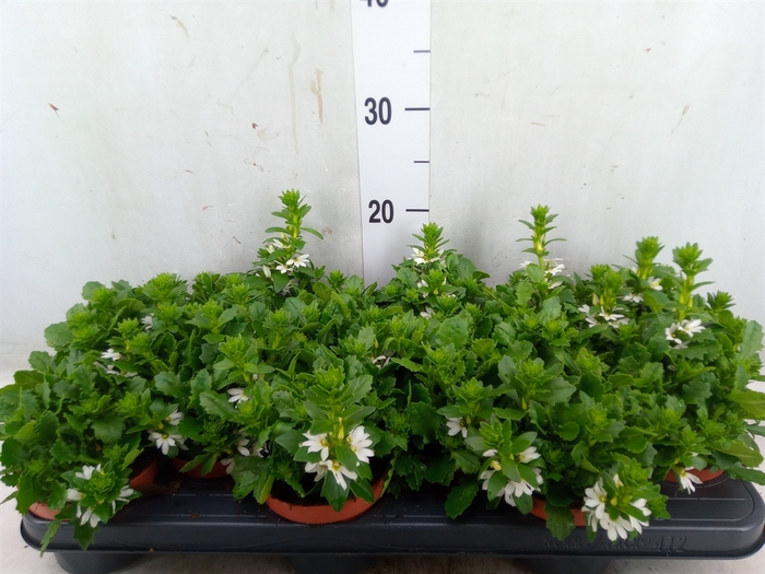 <h4>Scaevola  'Whirlwind White'</h4>