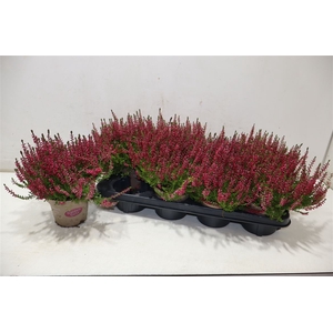 Callu Ga G Franca