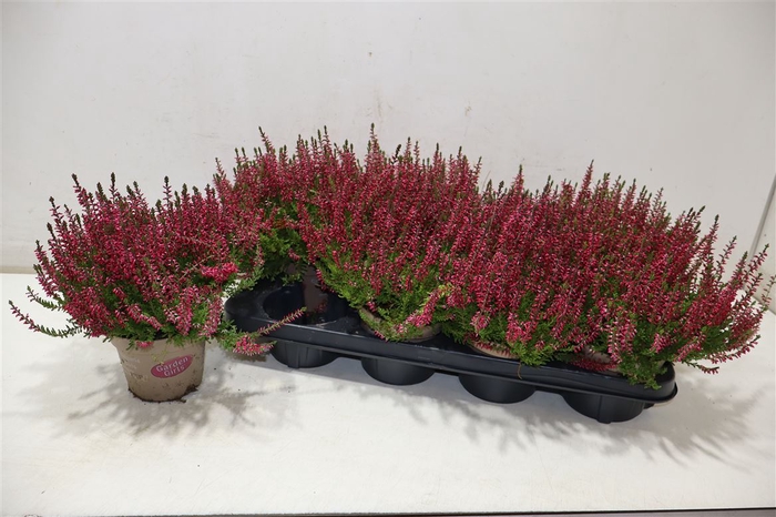 Callu Ga G Franca