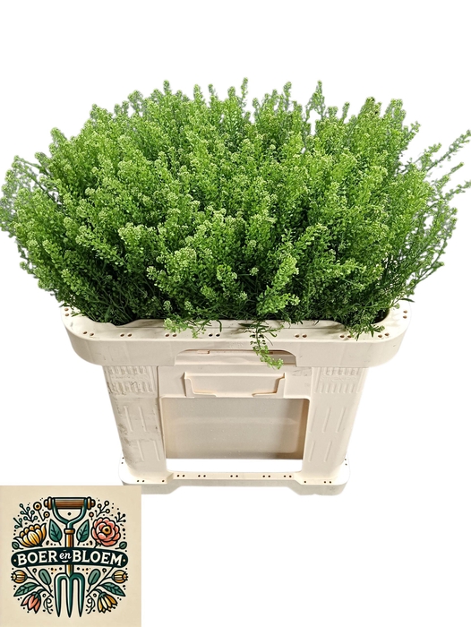 <h4>LEP VI GREEN DRAGON</h4>