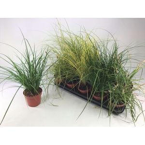 Carex mix