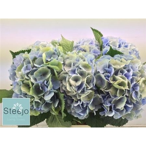 Hydr M Ch Verena Bl Cl