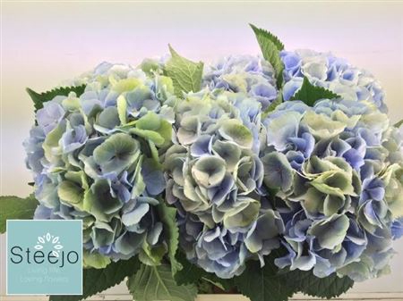 <h4>Hydr M Ch Verena Bl Cl</h4>