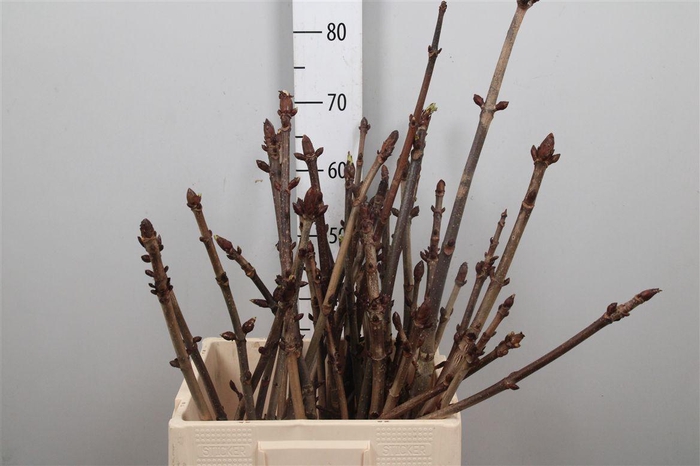 <h4>Aesculus Hippoc Tak</h4>