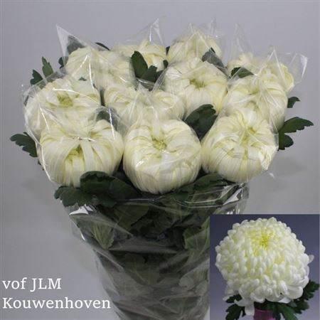 <h4>Chr G Vienna White</h4>
