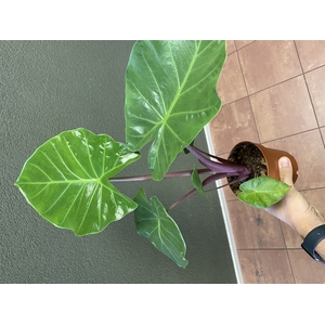 Alocasia   ...