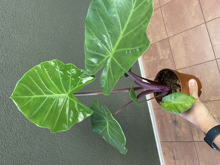 <h4>Alocasia   ...</h4>