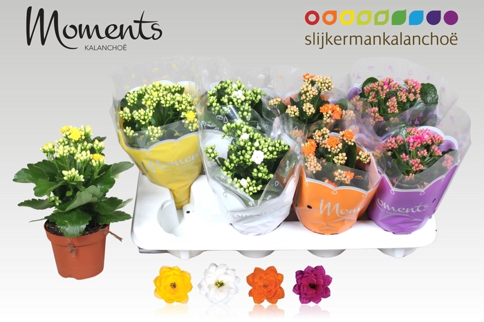 <h4>KAL GE GEM 4 KL</h4>