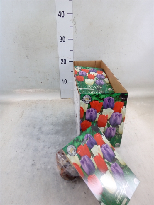 <h4>Tulipa   ...flowerbulbs</h4>