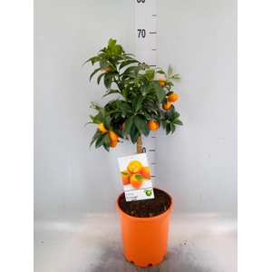 Citrus   ...