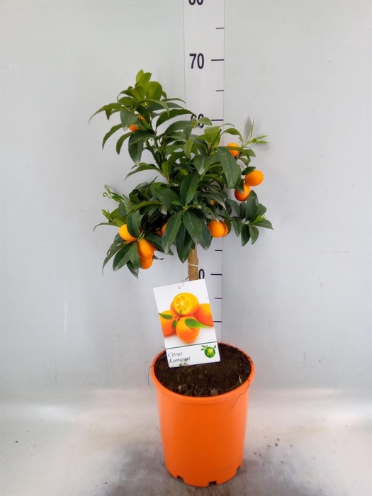 <h4>Citrus   ...</h4>