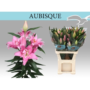 LI OR DU AUBISQUE