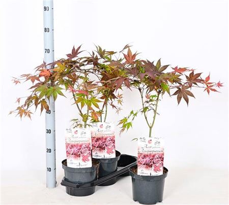 <h4>Acer palmatum 'Atropurpureum'</h4>