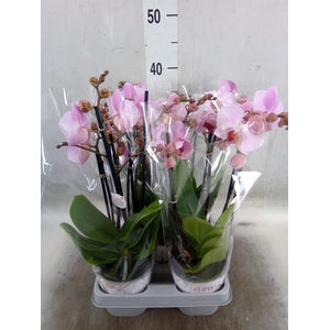 Phalaenopsis multi. 'Ant Antwerp'