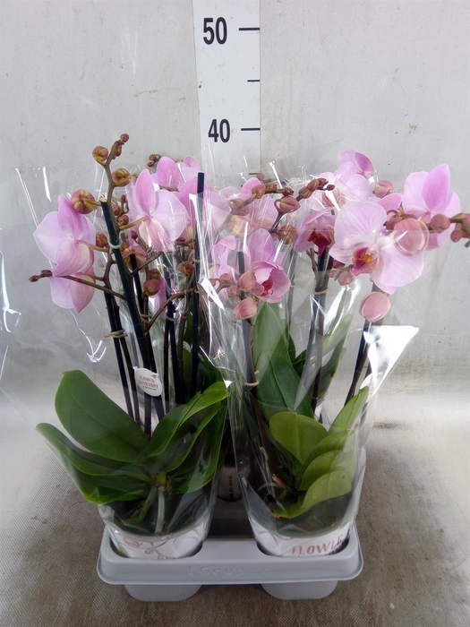 <h4>Phalaenopsis multi. 'Ant Antwerp'</h4>