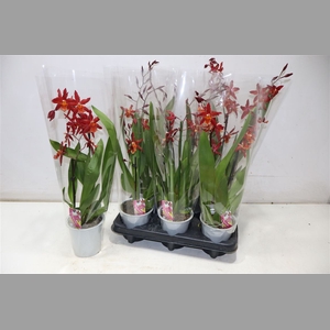 Orchideeen Overig