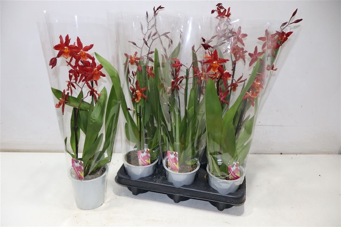 <h4>Orchideeen Overig</h4>