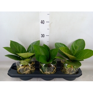 Anthurium clarinervium