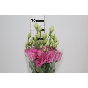 LISIANTHUS JULIA ROSE VENUS 050CM