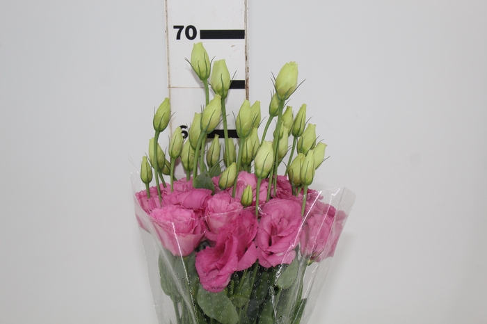 <h4>LISIANTHUS JULIA ROSE VENUS 050CM</h4>
